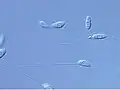 Aplanochytrium sp. under light microscope
