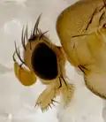 Head of an A. borealis