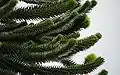 A. araucana branch