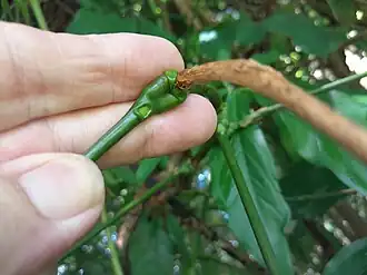 Base of the petiole
