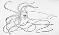 Giant squid (Architeuthis dux, max. 10–12 m or 33–39 ft, according to older reports, up to 20–21 m or 66–69 ft)