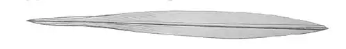 #68 (18/7/1895), Gladius (internal shell remnant) measuring 39 cm extracted from the same specimen (Joubin, 1900:pl. 15 fig. 10)