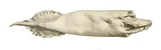 #68 (18/7/1895) Mantle measuring 46 cm originally recovered from sperm whale vomit, from a 1900 work by Louis Joubin (Joubin, 1900:pl. 15 fig. 8). This specimen is the holotype of Dubioteuthis physeteris.