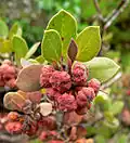 Leaves and fruit