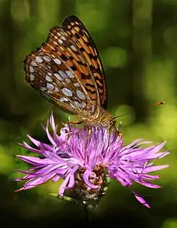 on Centaurea sadleriana