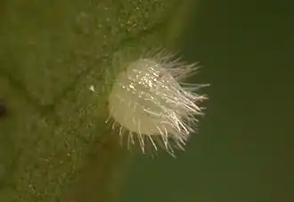 Egg