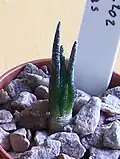 seedling