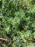 Foliage. Dried-out small salt lake near Neusiedl am See, Burgenland, Austria.