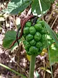 Fruit (unripe)