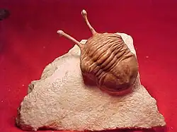 Asaphus kowalewskiifrom the Ordovician of Russia.