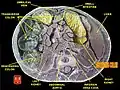 Ascending colon