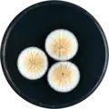 Aspergillus baeticus growing on CYA plate