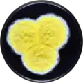 Aspergillus caperatus growing on YES plate