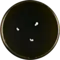 Aspergillus conicus growing on MEAOX plate