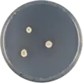 Aspergillus crustosus growing on CYA plate