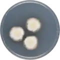 Aspergillus desertorum growing on CYA plate