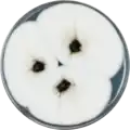 Aspergillus ellipticus growing on CYA plate