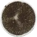 Aspergillus ibericus growing on Czapek yeast extract agar (CYA)