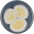 Aspergillus igneus growing on CYA plate