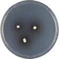 Aspergillus iizukae growing on CYA plate
