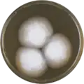 Aspergillus implicatus growing on MEAOX plate