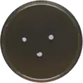 Aspergillus insolitus growing on MEAOX plate