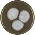 Aspergillus nishimurae growing on MEAOX plate