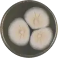Aspergillus petrakii growing on MEAOX plate