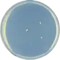 Aspergillus purpureus growing on CYA plate