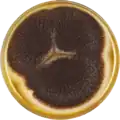 Aspergillus saccharolyticus growing on MEAOX plate