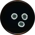 Aspergillus tennesseensis growing on MEAOX plate