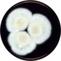 Aspergillus tsurutae growing on MEAOX plate
