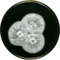 Aspergillus tsurutae growing on YES plate