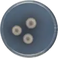 Aspergillus turkensis growing on CYA plate