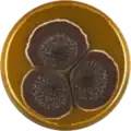 Aspergillus violaceofuscus growing on MEAOX plate