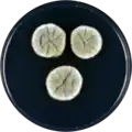 Aspergillus waksmanii growing on CYA plate