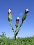 S. subulatum
