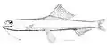 Astronesthes gemmifer