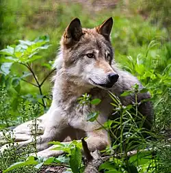 Wolf at rest