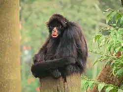 Brown monkey