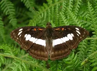 Dorsal view (male)