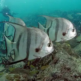 Image 5 Atlantic spadefish Photo: Matthew Hoelscher, Papa Lima Whiskey The Atlantic spadefish is a species of marine fish endemic to the shallow waters off the coast of the southeastern United States and in the Caribbean Sea. They are similar in appearance to fresh water angelfish, but much larger, reaching up to three feet (0.9 m) in length. Due to their reputation as strong fighters, they are popular game fish, especially during the summer months when they are most active. More selected pictures