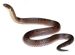 Species specimen.
