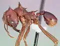 Profile view of ant Atta mexicana