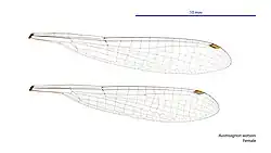 Female wings