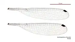 Female wings