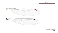Male wings