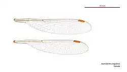 Female wings
