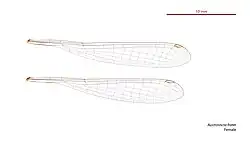 Female wings