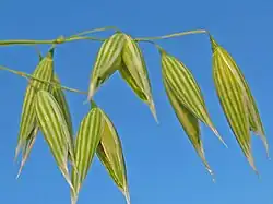 Though now an important crop, oats were once just another weed.